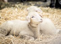 Adventausstellung in Egg & Andelsbuch - SONNTAG, 16. November 🎄✨