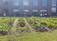Gemeinschaftsgarten - ein Beet für dich