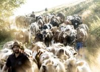 Almabtrieb Alpe "Unter Falz" am vergangenen Samstag